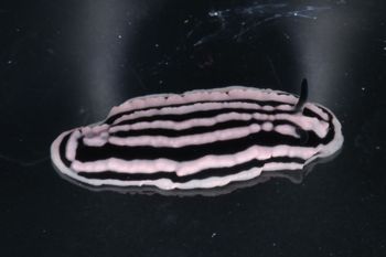 Media type: image;   Malacology 393736 Description: live specimen;